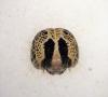 Lymantria dispar